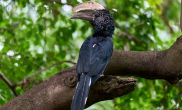blue and yellow long beak bird on brown tree branch during daytime