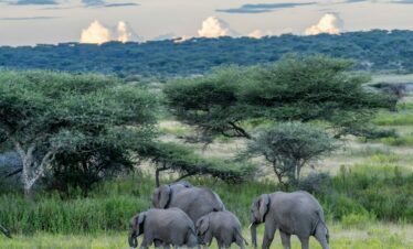 a herd of elephants walking across a lush green field