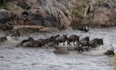 a group of animals in a river