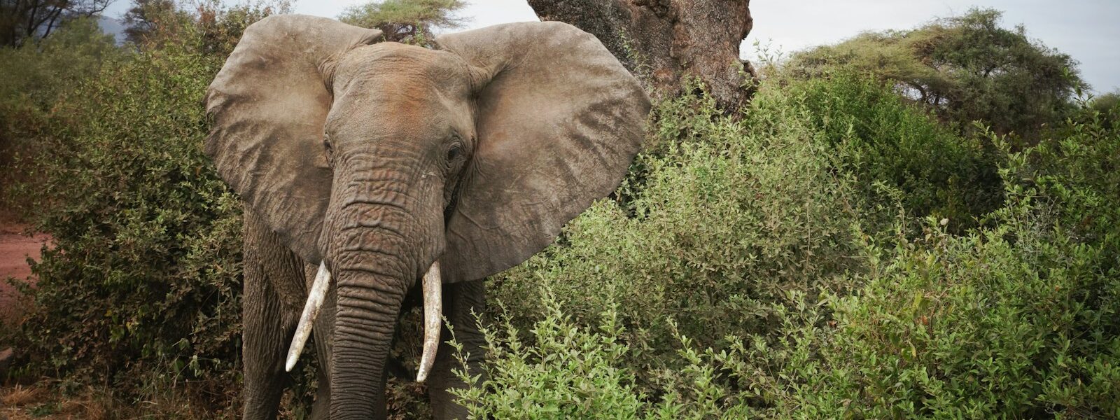 brown elephant near green leaf tree during daytime