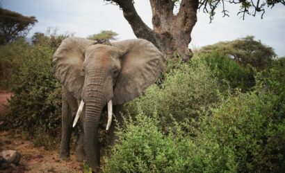 brown elephant near green leaf tree during daytime