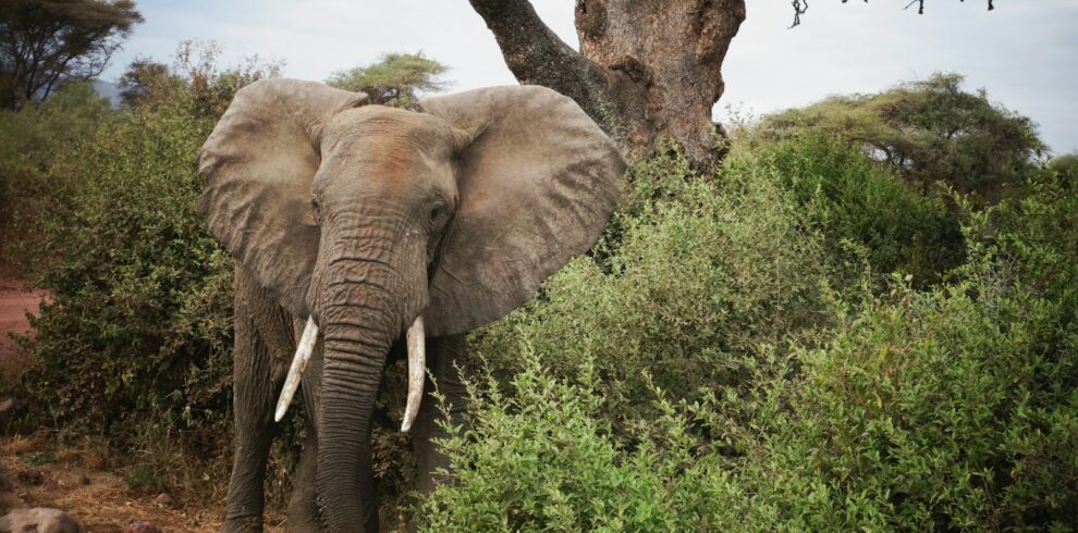 brown elephant near green leaf tree during daytime