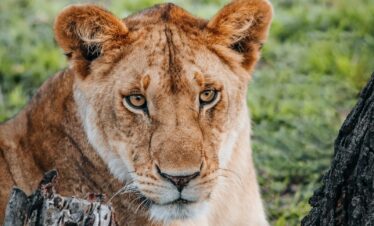 a close up of a lion near a tree