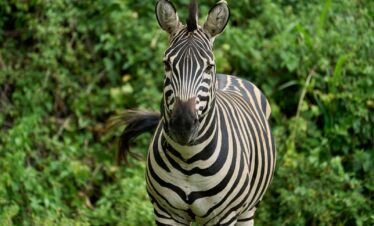zebra standing on green grass during daytime