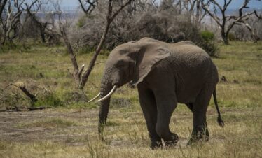an elephant walking through a grassy field with trees in the background