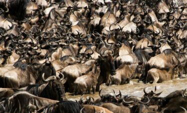 a large herd of wildebeest in the water