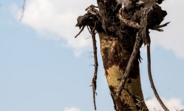 A bird sitting on top of a tree branch