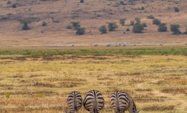 three zebras grazing in a field with mountains in the background