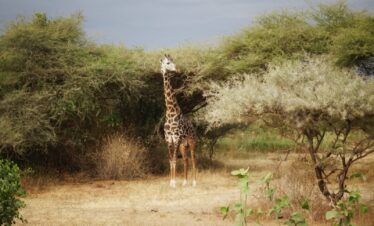 giraffe walking on dirt road during daytime