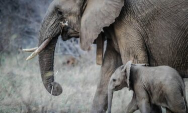 photo of black elephant
