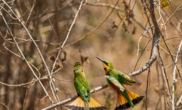 two green and yellow birds sitting on a tree branch