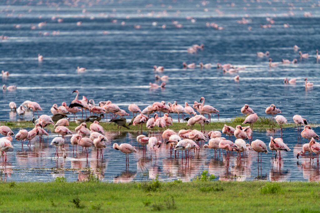 a large group of flamingos are standing in the water