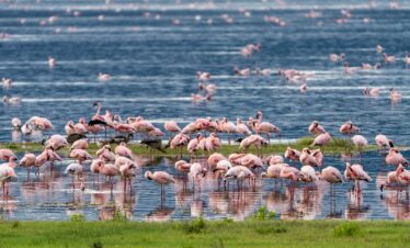 a large group of flamingos are standing in the water