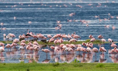 a large group of flamingos are standing in the water