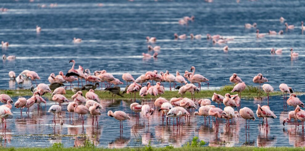 a large group of flamingos are standing in the water