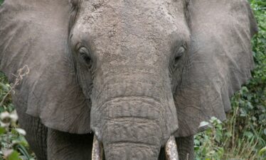 gray elephant near green leaf plant