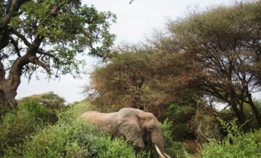 brown elephant on green grass field during daytime