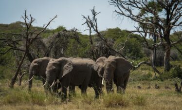 a herd of elephants walking across a grass covered field