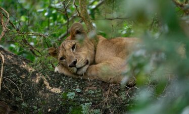 brown lioness lying on brown rock during daytime