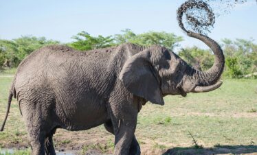 gray elephant playing with mud