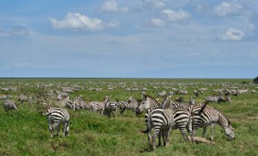 zebra on green grass field during daytime