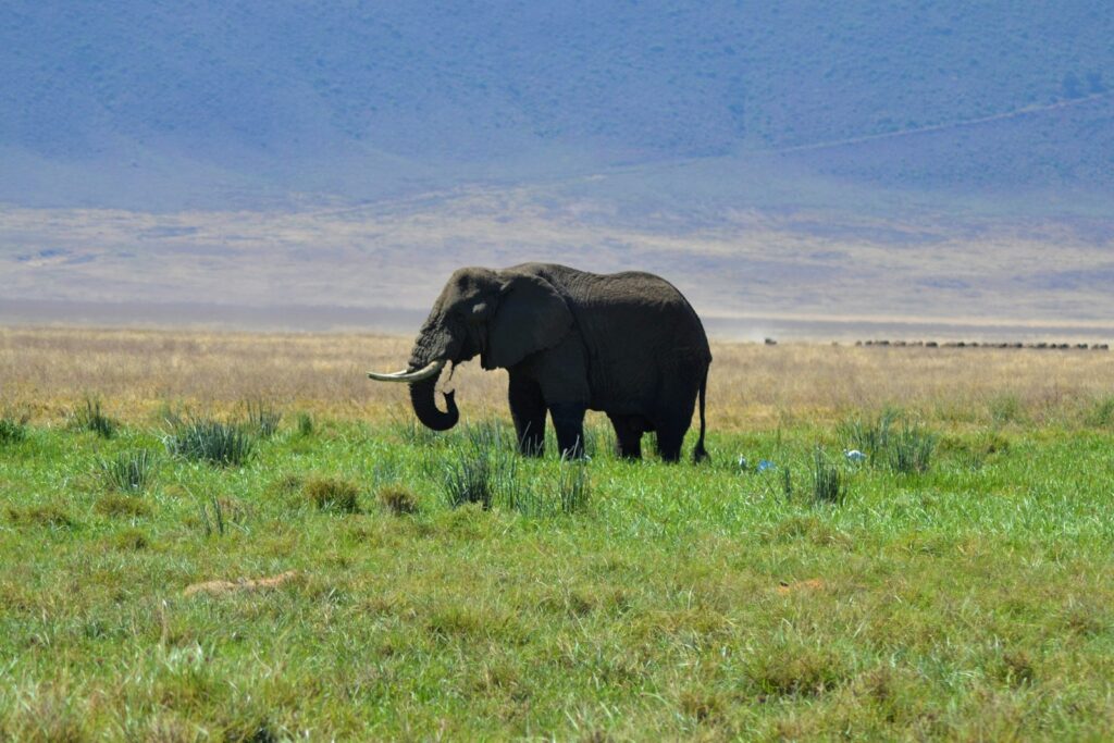 elephant walking on green grass field during daytime