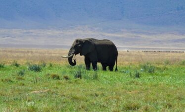 elephant walking on green grass field during daytime